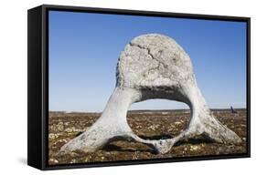 Whale Vertebrae on Tundra in Tusenoyane Archipelago-Paul Souders-Framed Stretched Canvas