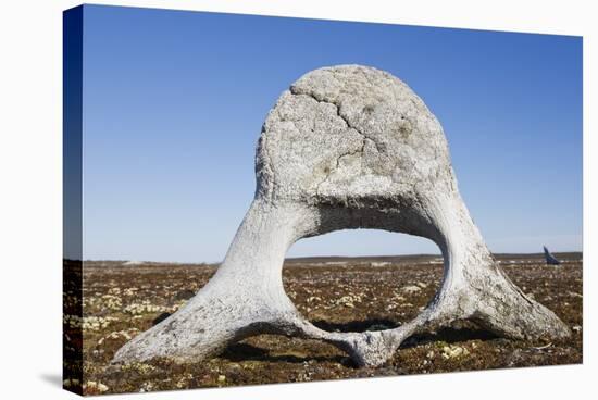 Whale Vertebrae on Tundra in Tusenoyane Archipelago-Paul Souders-Stretched Canvas