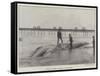 Whale Washed Ashore at Boscombe-null-Framed Stretched Canvas