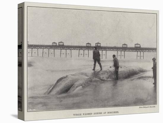 Whale Washed Ashore at Boscombe-null-Stretched Canvas