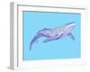 Whale-Drawpaint Illustration-Framed Giclee Print