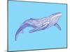 Whale-Drawpaint Illustration-Mounted Giclee Print