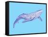 Whale-Drawpaint Illustration-Framed Stretched Canvas