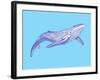 Whale-Drawpaint Illustration-Framed Giclee Print