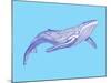 Whale-Drawpaint Illustration-Mounted Giclee Print