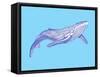 Whale-Drawpaint Illustration-Framed Stretched Canvas