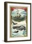 Whale-null-Framed Giclee Print