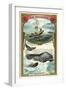 Whale-null-Framed Giclee Print