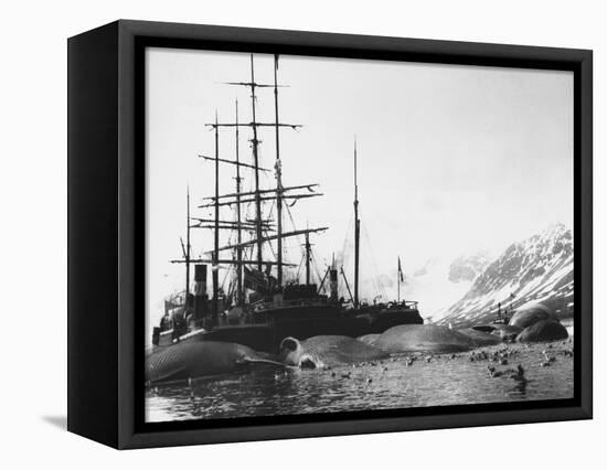 Whaler and Dead Whales-null-Framed Stretched Canvas