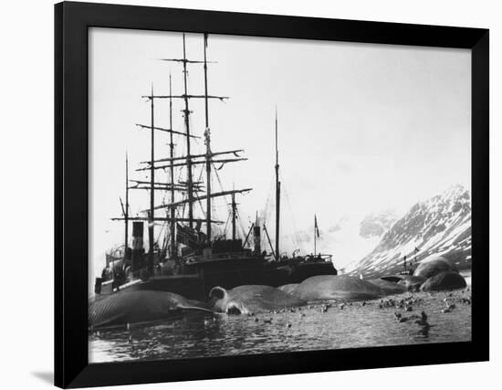 Whaler and Dead Whales-null-Framed Photographic Print