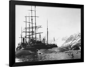 Whaler and Dead Whales-null-Framed Photographic Print