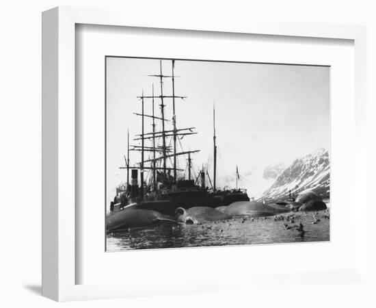 Whaler and Dead Whales-null-Framed Photographic Print