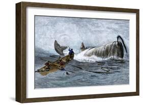Whalers in Longboats Lancing a Whale with Harpoons, 1800s-null-Framed Giclee Print