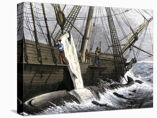Whalers Removing Blubber from a Dead Whale-null-Stretched Canvas
