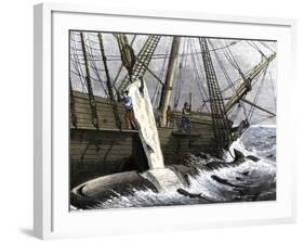 Whalers Removing Blubber from a Dead Whale-null-Framed Giclee Print