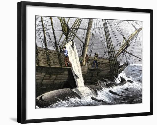 Whalers Removing Blubber from a Dead Whale-null-Framed Giclee Print