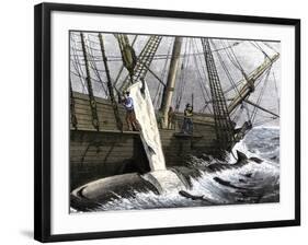 Whalers Removing Blubber from a Dead Whale-null-Framed Giclee Print