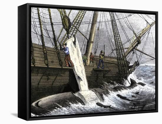 Whalers Removing Blubber from a Dead Whale-null-Framed Stretched Canvas