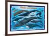 Whales and Dolphins for Kids-null-Framed Premium Giclee Print