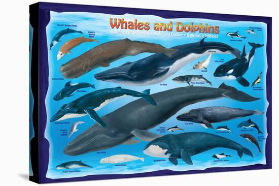 Whales and Dolphins for Kids-null-Stretched Canvas