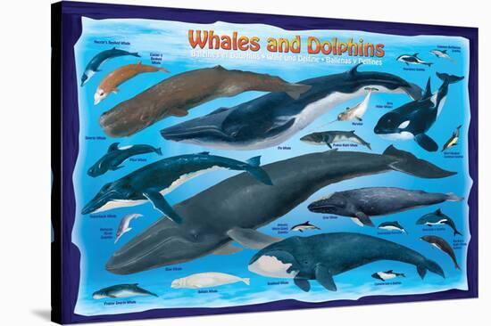 Whales and Dolphins for Kids-null-Stretched Canvas