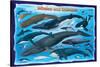 Whales and Dolphins for Kids-null-Stretched Canvas