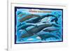 Whales and Dolphins for Kids-null-Framed Art Print