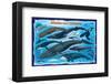 Whales and Dolphins for Kids-null-Framed Art Print