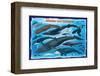Whales and Dolphins for Kids-null-Framed Art Print