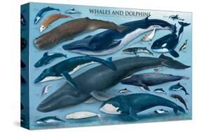 Whales and Dolphins-null-Stretched Canvas