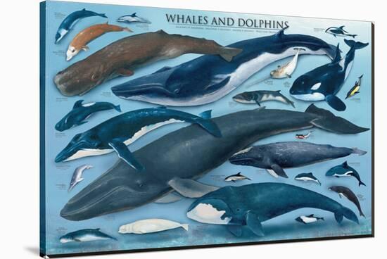Whales and Dolphins-null-Stretched Canvas