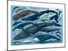 Whales and Dolphins-null-Mounted Art Print