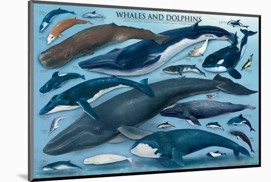 Whales and Dolphins-null-Mounted Art Print