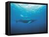 Whales Swimming in Sea-null-Framed Stretched Canvas