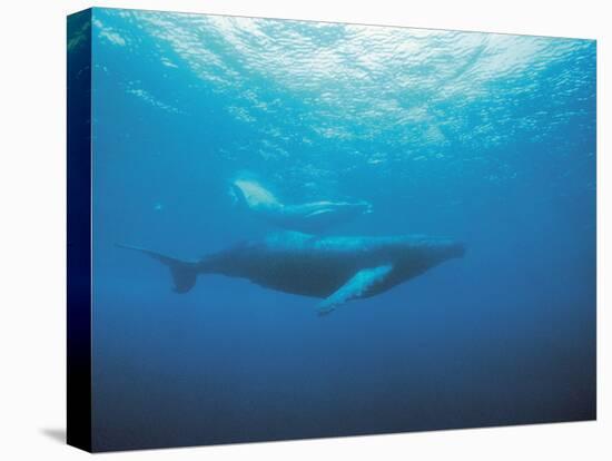 Whales Swimming in Sea-null-Stretched Canvas