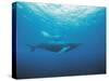 Whales Swimming in Sea-null-Stretched Canvas