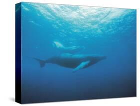 Whales Swimming in Sea-null-Stretched Canvas