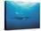 Whales Swimming in Sea-null-Stretched Canvas