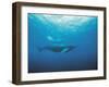 Whales Swimming in Sea-null-Framed Photographic Print