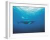 Whales Swimming in Sea-null-Framed Photographic Print