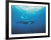 Whales Swimming in Sea-null-Framed Photographic Print