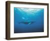 Whales Swimming in Sea-null-Framed Photographic Print