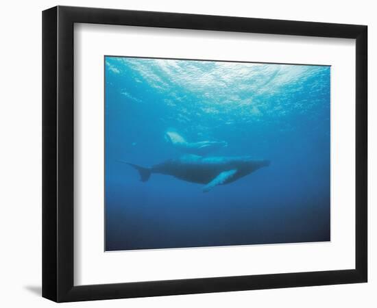 Whales Swimming in Sea-null-Framed Photographic Print