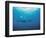 Whales Swimming in Sea-null-Framed Photographic Print