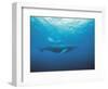 Whales Swimming in Sea-null-Framed Photographic Print