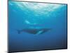 Whales Swimming in Sea-null-Mounted Photographic Print