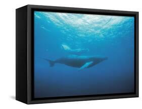 Whales Swimming in Sea-null-Framed Stretched Canvas