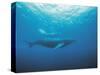 Whales Swimming in Sea-null-Stretched Canvas