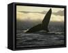 Whales Tale-Art Wolfe-Framed Stretched Canvas