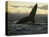 Whales Tale-Art Wolfe-Stretched Canvas
